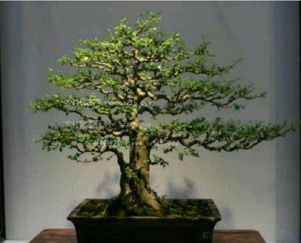 盆景树超高超大并非好事