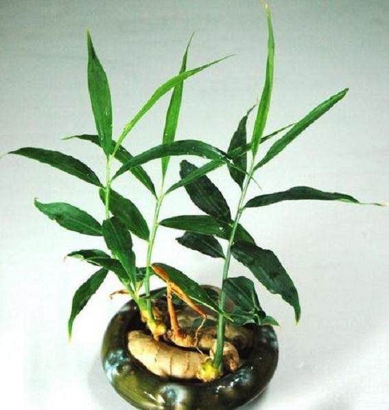 自制的生姜盆景