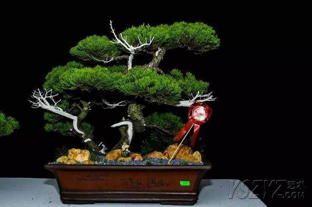 我感到我就是个盆景，美丽而扭曲，舒服而无奈