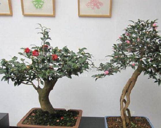 河北正定中环园林盆景工程部