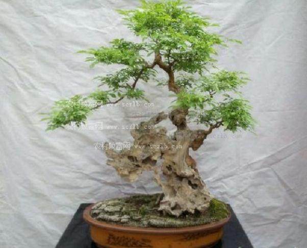 阳泉哪里有卖金橘盆景的?