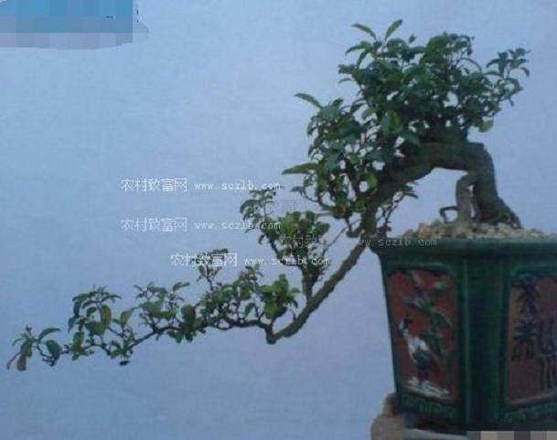 辽宁盘锦辽河花木盆景有限公司