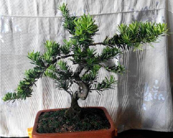 江苏皋绿盆景有限公司