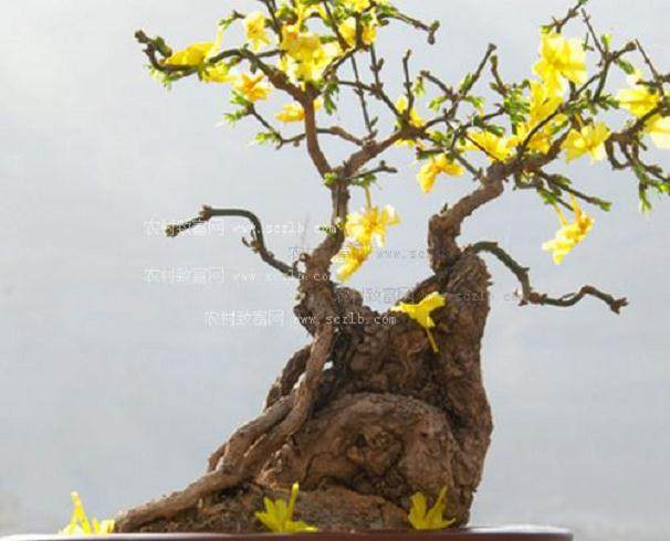 巢湖市银屏盆景园