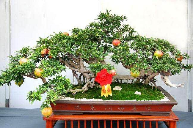 泉州的高巨大盆景