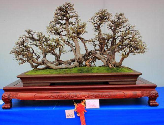 第六届中国盆景展览在泉州市东湖公园隆重开幕