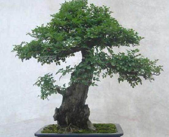 发展宜春盆景林业