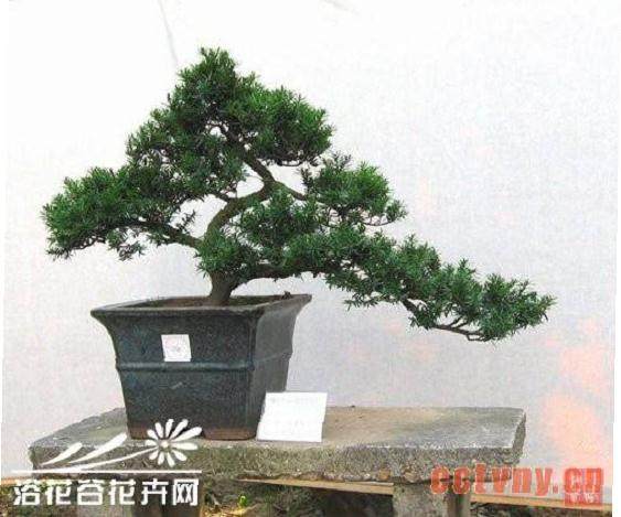 绿色盆景很抢手