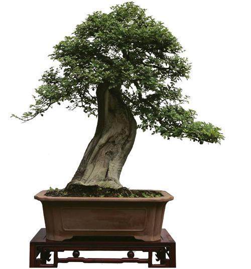 记盆景艺术大师贺冬岭