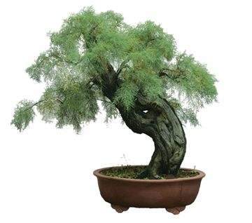 拜访湖北荆门鹏程艺苑！