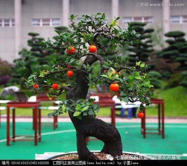 贵州山区特产树桩盆景瓶兰花“金弹子”树