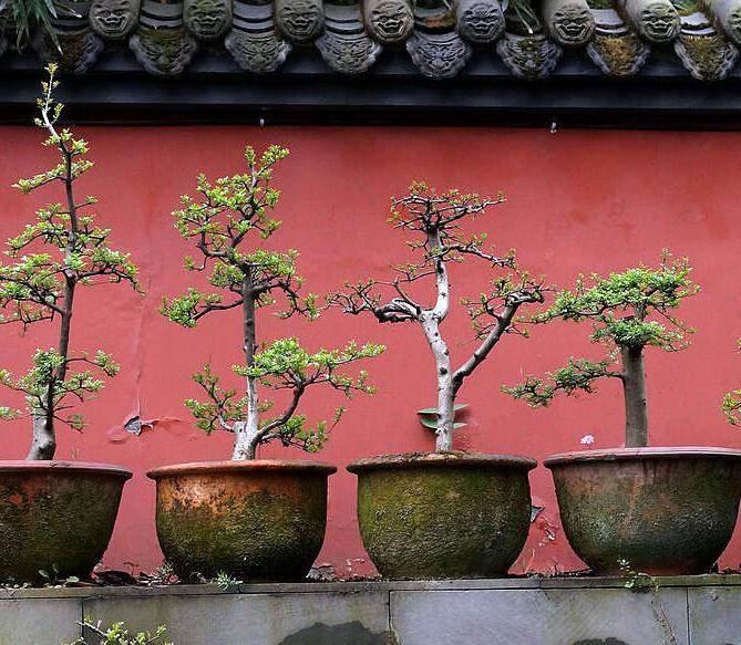 第七届盆景展在漯河举行