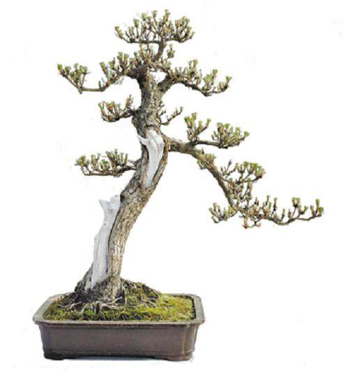 什么是城市绿化&ldquo;盆景化&rdquo;?请看漯河由盆景绿化