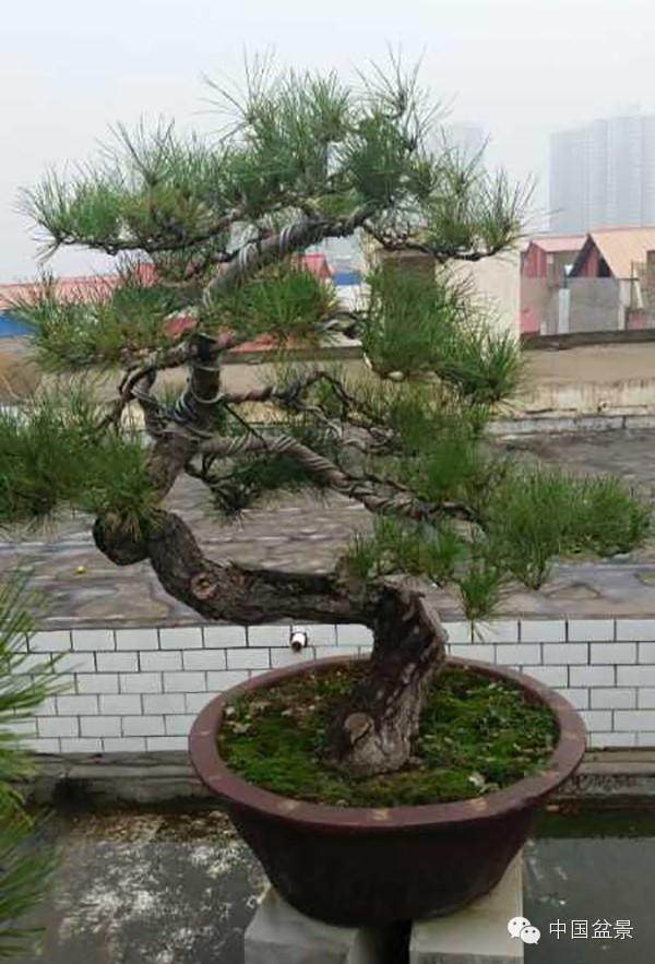 邯郸沁河盆景公园