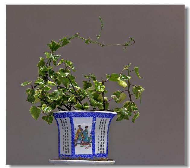 阳泉泊里盆景园艺花木场