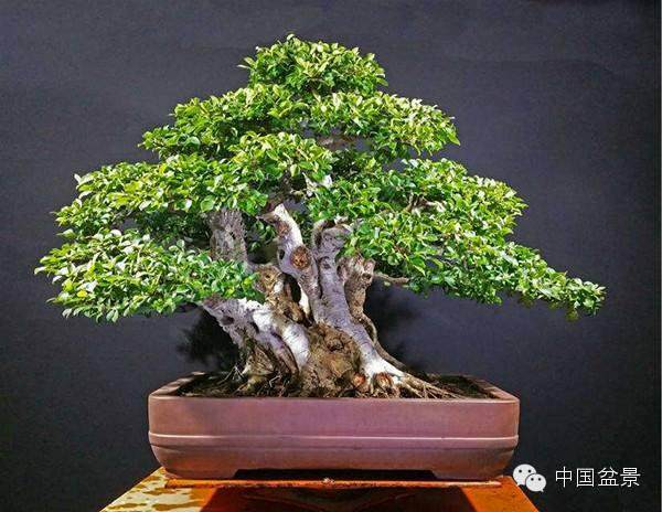 汕尾盆景奇石艺术展