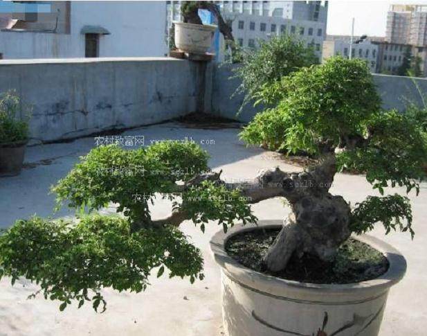 小轿车把盆景撞飞了