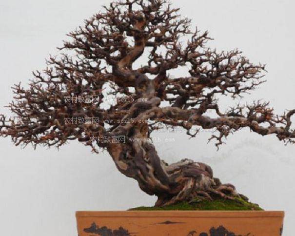 盆景艺术的自然和谐美