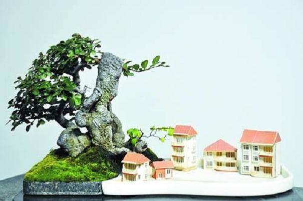 葱姜蒜皆可入盆景