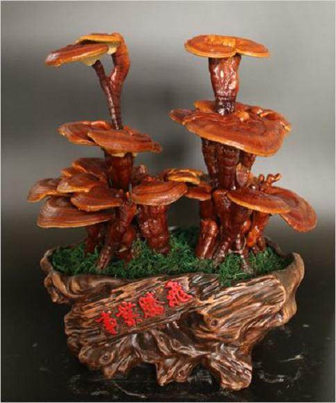 灵芝制成盆景 江夏农民趟出致富新路