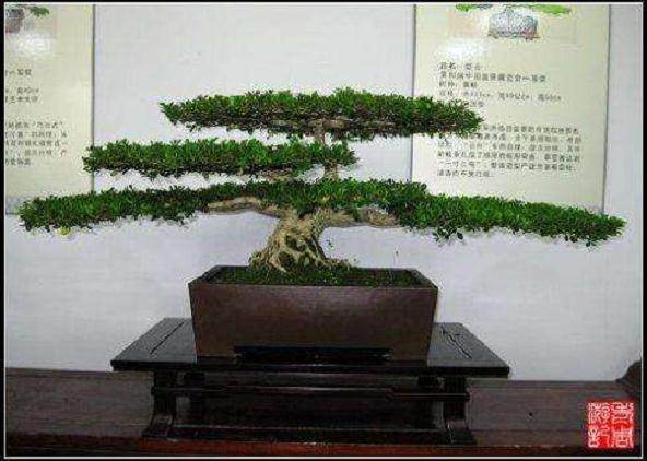 辛苦栽培了10多年的20盆盆景 被盗窃个精光