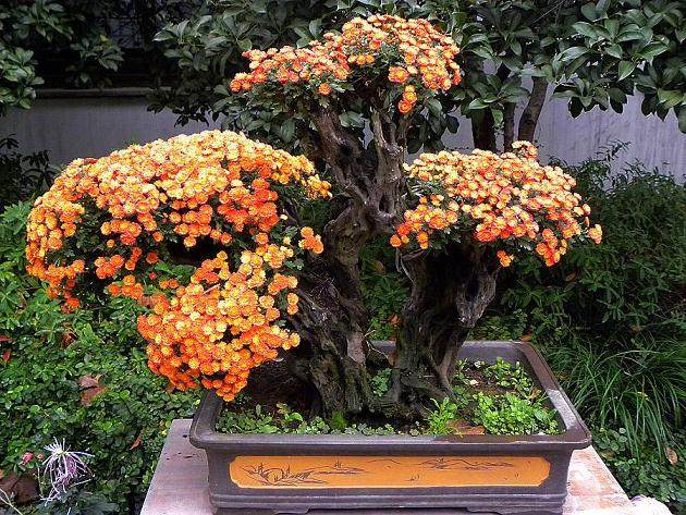 宛如游龙的盆景艺菊造型日益凸显