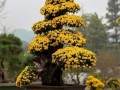 菊花斗艳莲湖 盆景静待知音