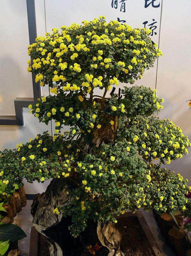 来葫芦岛赏盆景赏菊花