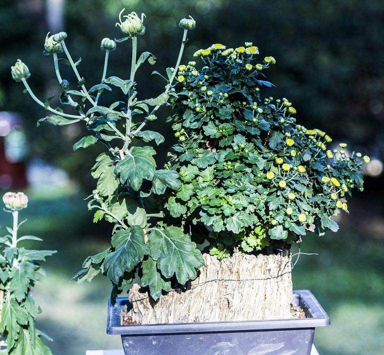 城东街道社区党员喜看盆景菊花展