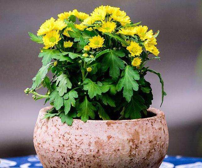 宜春市首届菊花盆景展开幕 20多万盆菊花