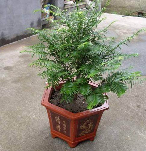 35钵长势喜人的红豆杉盆景整齐地摆放在工厂大门两边