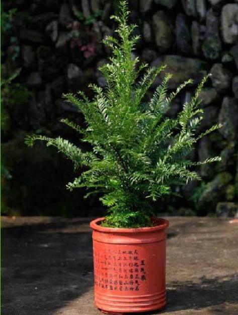 红豆集团品牌化经营红豆杉盆景