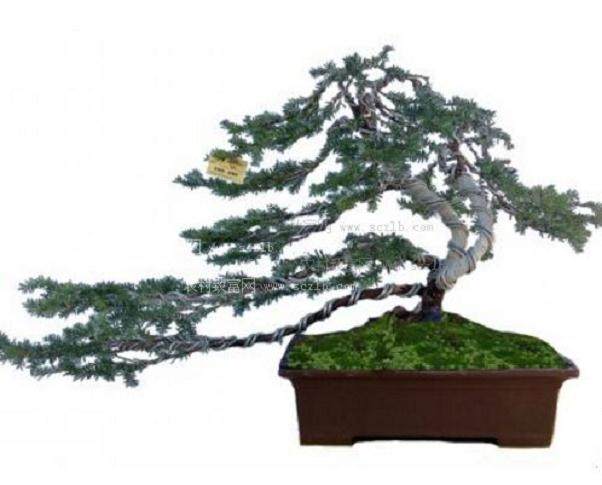 清红豆杉健康馆走进福清融侨国际公馆