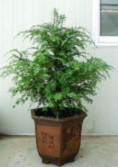 红豆杉盆景不仅销售火爆 出租也受欢迎