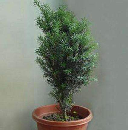 芝华的红豆杉盆景亮相云南省大理市