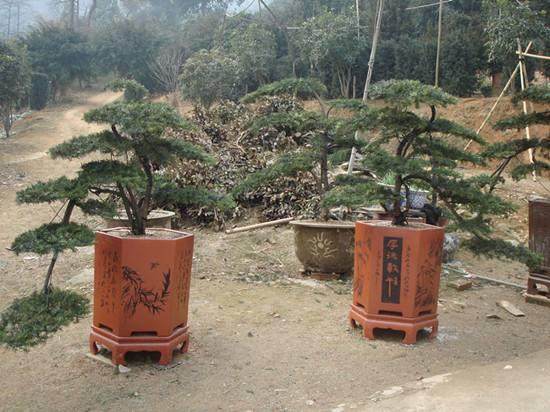 世界最大的&ldquo;曼地亚红豆杉&rdquo;扦插育苗基地