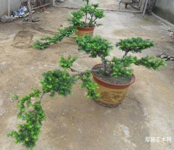 曼地亚红豆杉资源开发公司集资诈骗