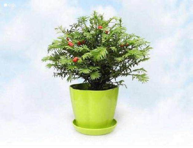 曼地亚红豆杉现作为珍稀树种受到广泛的关注和栽培