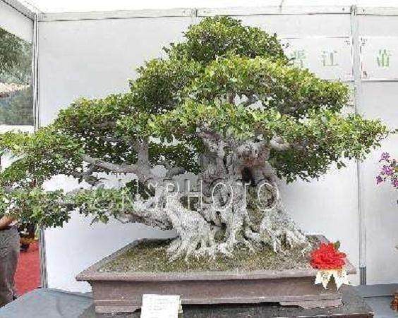 40多名盆景爱好者组团前往珠江三角洲盆景园参观学习