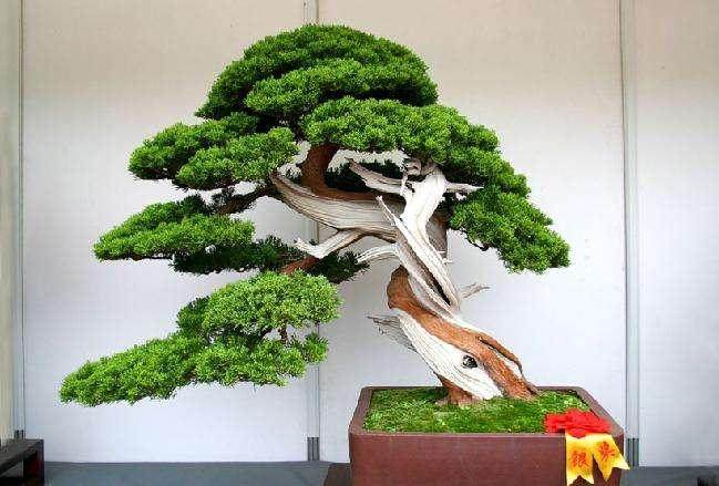 小盆景口味堂捐款近3万元