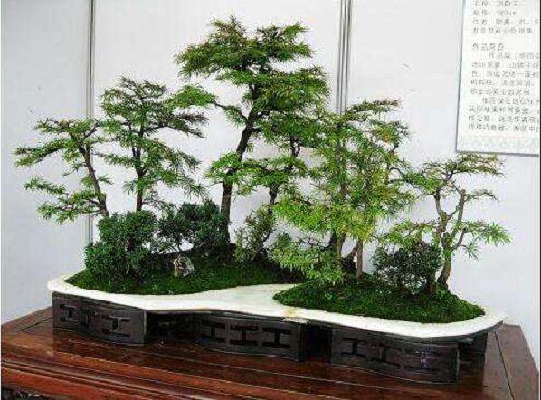 今年已销售出山的盆景有100多盆 实现收入50余万元