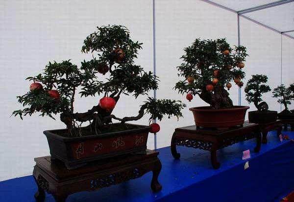 西湖精品盆景艺术展