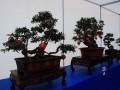 西湖精品盆景艺术展