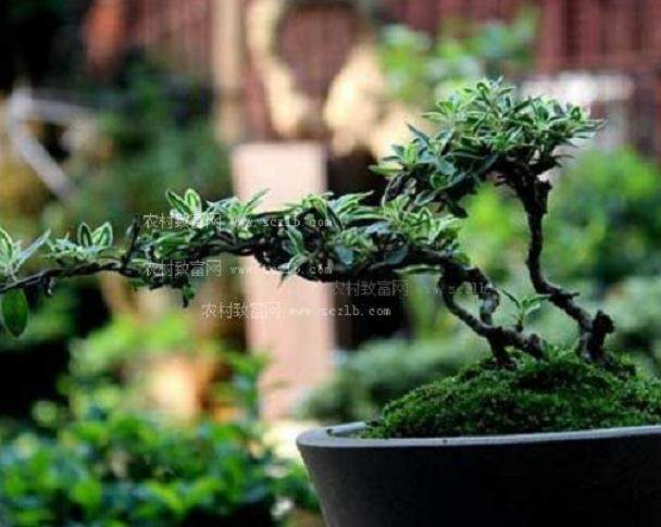 盆景腾空飞下路人被砸