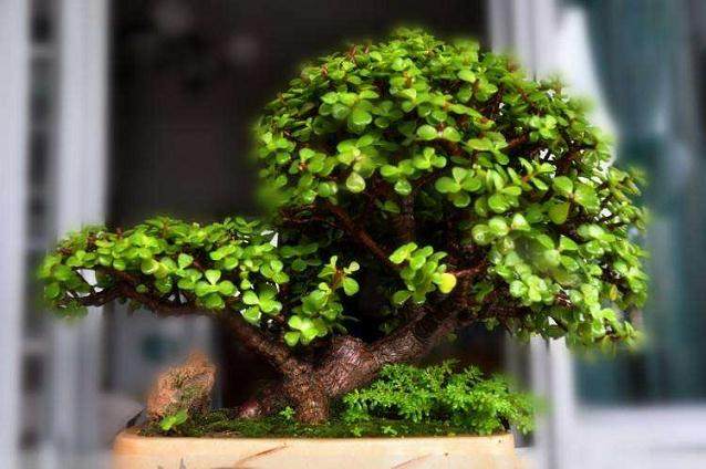 数千市民光临现场观看盆景大赛