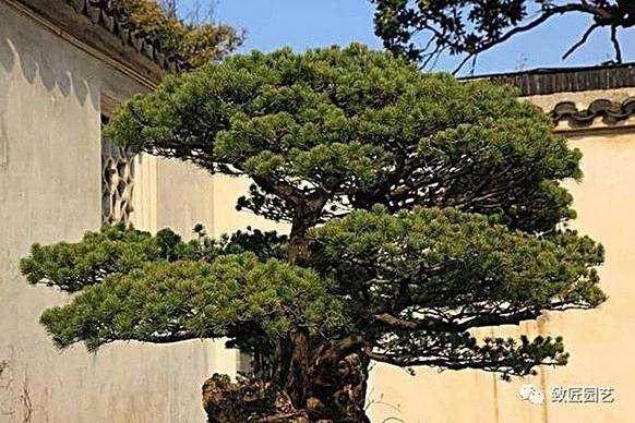 盆景商人被撞亡