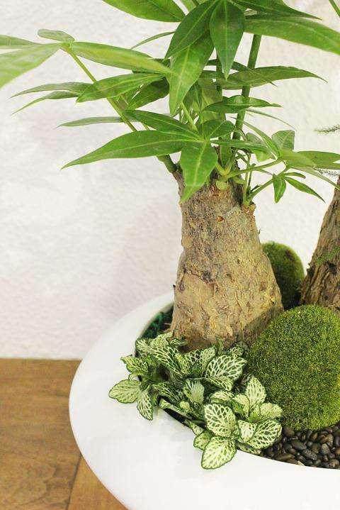 盆景栽培是一门技术含量较高的园林工艺