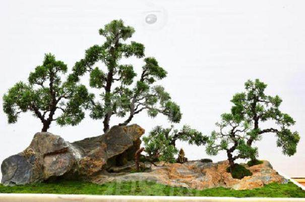 2009年丹江口盆景工作总结会