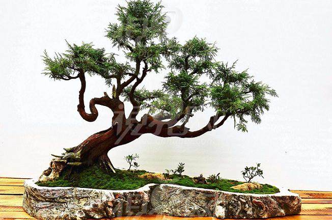 丹江口市花木盆景根艺协会