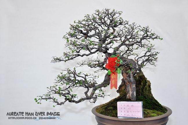 《海口市古树名木保护管理规定》